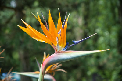 Close-up of orange flowering plant