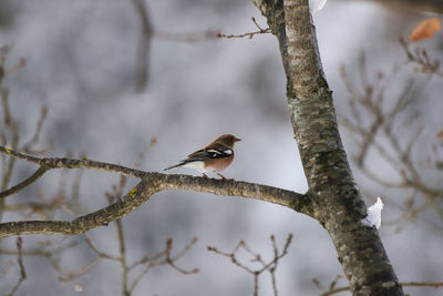 Low angle view of bird perching on branch