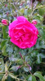 Close-up of pink rose