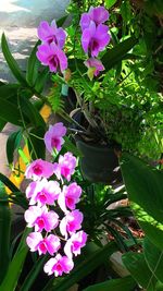 Close-up of pink flowers blooming outdoors