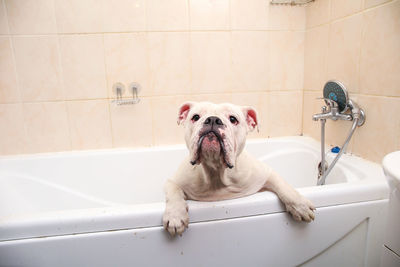 View of dog in bathroom