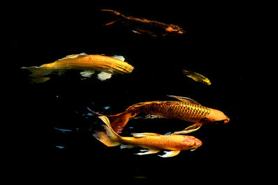 Close-up of fish swimming in sea