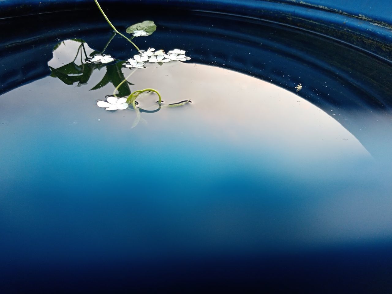 CLOSE-UP OF WHITE FLOWERING PLANT WITH WATER