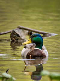 Duck swimming in lake