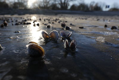 Close-up of shells on beach