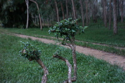 Plants growing on field