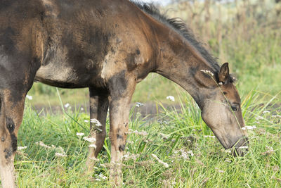 Horse standing on field