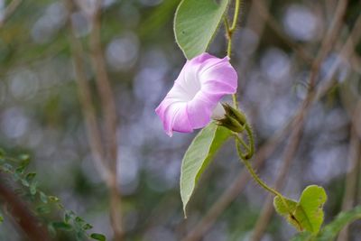 Close-up of pink flowering plant