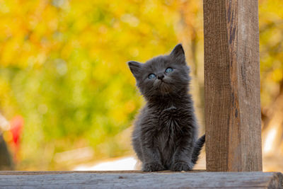 Cat sitting on wood