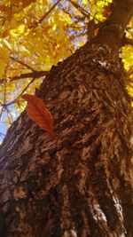 Low angle view of tree trunk