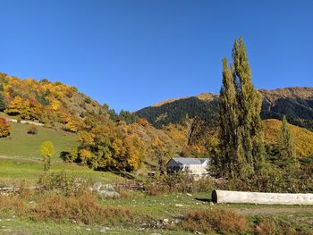 Trees on field against clear blue sky