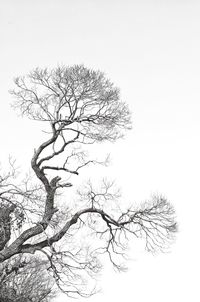 Low angle view of bare tree against clear sky