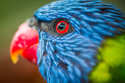 Close-up of peacock