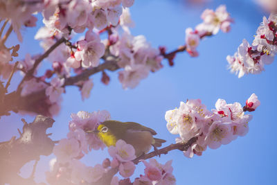 Plum and whiteeyes　at osaka castle park