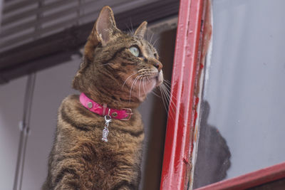 Close-up of a cat looking away