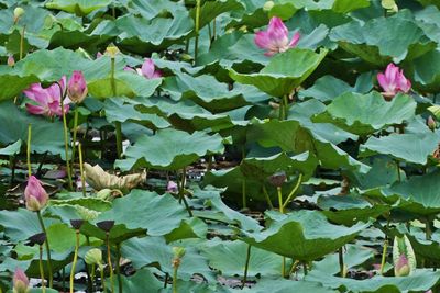 Close-up of pink flowers floating on water