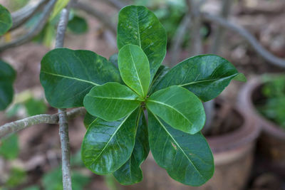 Close-up of small plant