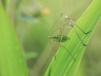 Close-up of insect on leaf