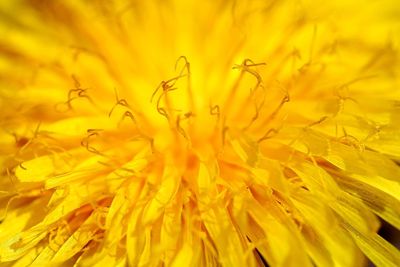 Close-up of yellow flowering plant