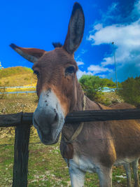 Close-up of a horse on field