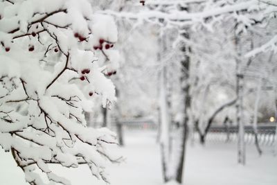 Snow covered trees