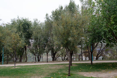 Trees on landscape against clear sky