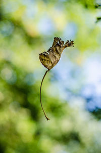 Close-up of a plant