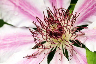 Close-up of pink flower