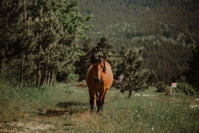 Horse standing in a field