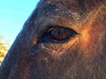 Close-up of eye