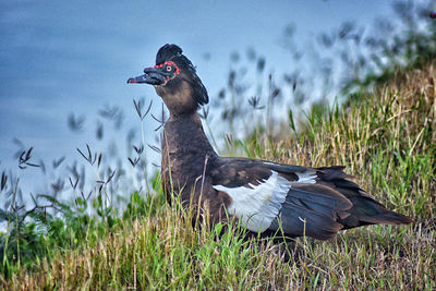 Side view of a bird on field