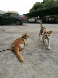 Cat lying on car