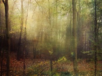 Trees in forest