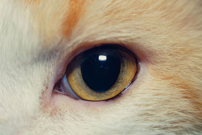 Close-up of dog eye