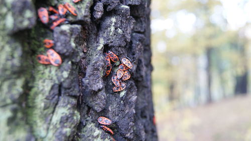 Close-up of tree trunk