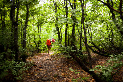 Rear view of man walking in forest