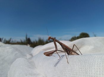 Close-up of insect against blue sky