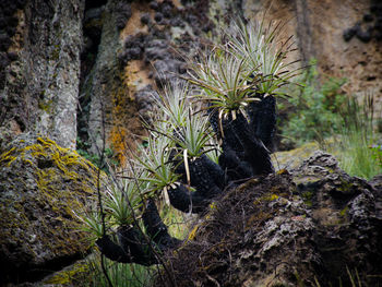 Close-up of plants growing on rock