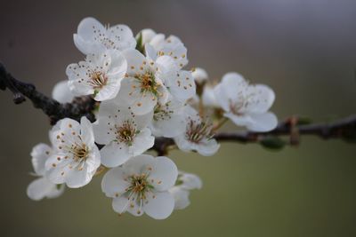 Close-up of white cherry blossoms in spring