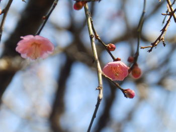 Close-up of fresh tree