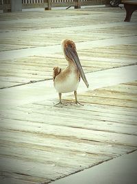 Bird perching on wood