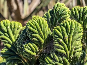 Close-up of clumps of succulent plants.