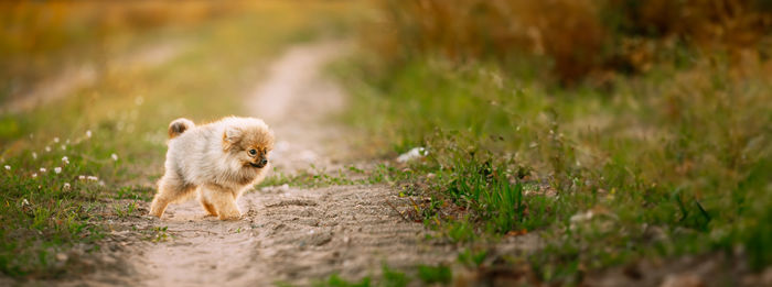 Close-up of squirrel on field