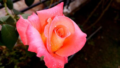 Close-up of wet rose blooming outdoors