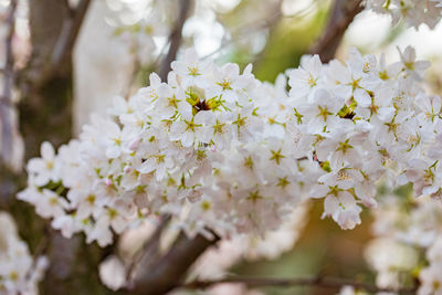 Close-up of white cherry blossom tree