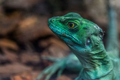 Close-up of a lizard