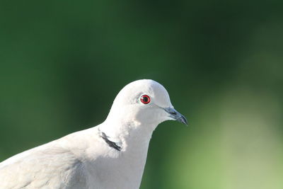 Close-up of mourning dove