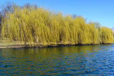 Scenic view of lake against clear blue sky