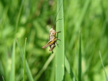 Close-up of insect on grass