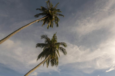 Low angle view of coconut palm tree against sky